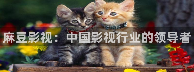 51视频全部免费是真的吗